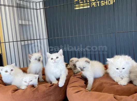 Kedi̇ci̇den Show Kali̇te British Shorthair Yavrulari Ank