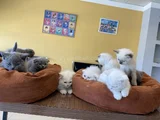 Kedi̇ci̇den Show Kali̇te British Shorthair Yavrulari Ank