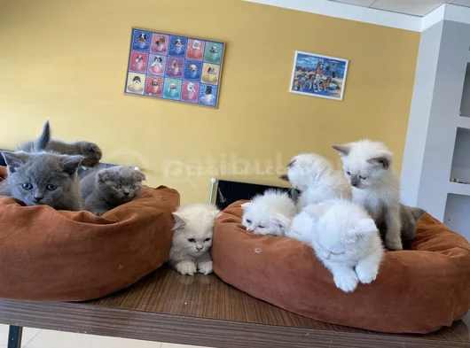 Kedi̇ci̇den Show Kali̇te British Shorthair Yavrulari Ank görsel