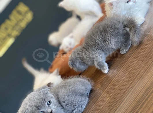 Kedi̇ci̇den Show Kali̇te British Shorthair Yavrulari Ank görsel