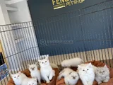 Kedi̇ci̇den Show Kali̇te British Shorthair Yavrulari Ank