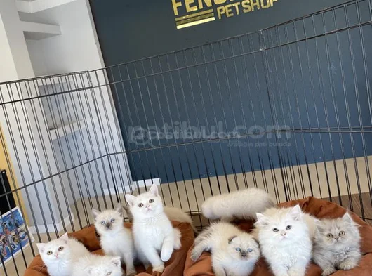 Kedi̇ci̇den Show Kali̇te British Shorthair Yavrulari Ank görsel