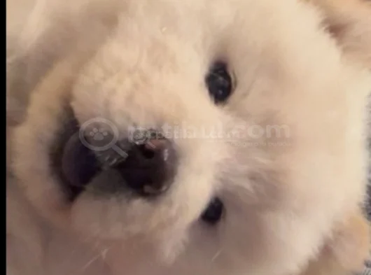 Safkan Chow Chow görsel