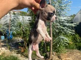 A Kali̇te French Buldog