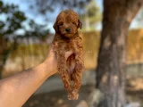 Renk Renk Toy Poodle Yavrularımız