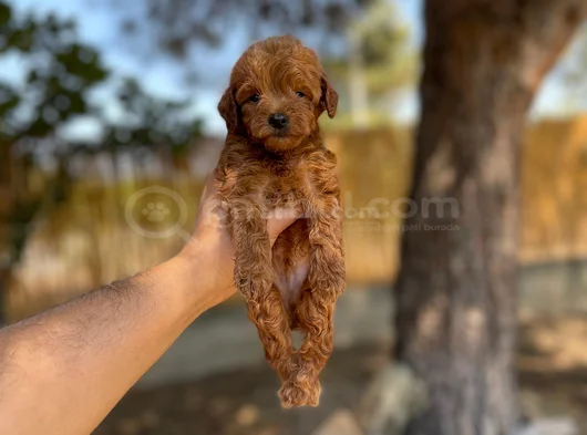 Renk Renk Toy Poodle Yavrularımız görsel