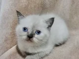 BLUEPOİNT DİŞİ BRİTİSH BEBEMİZ