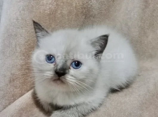 Bluepoi̇nt Di̇şi̇ Bri̇ti̇sh Bebemi̇z