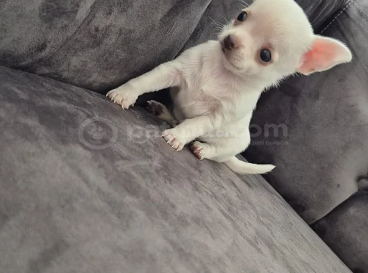 Teacup 0 Numara Elma Kafa Şivava görsel