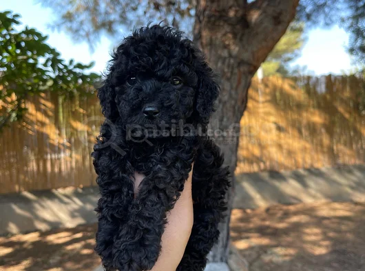 Renk Renk Toy Poodle Yavrularımız görsel