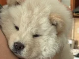 Safkan Chow Chow