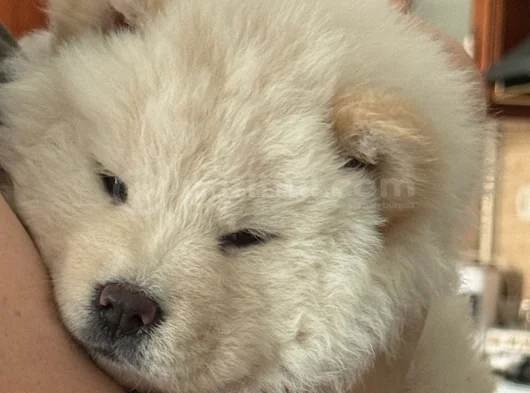 Safkan Chow Chow görsel