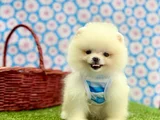Safkan Pomeranian Güzelliklerimiz