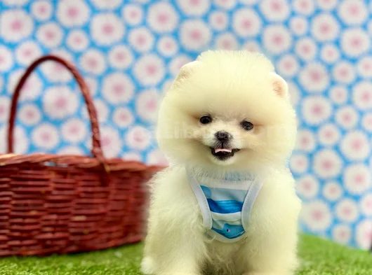 Safkan Pomeranian Güzelliklerimiz görsel
