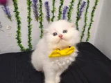 Muhteşem Güzelli̇kte Tüylü Şi̇ri̇ne 