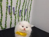 Muhteşem Güzelli̇kte Tüylü Şi̇ri̇ne 