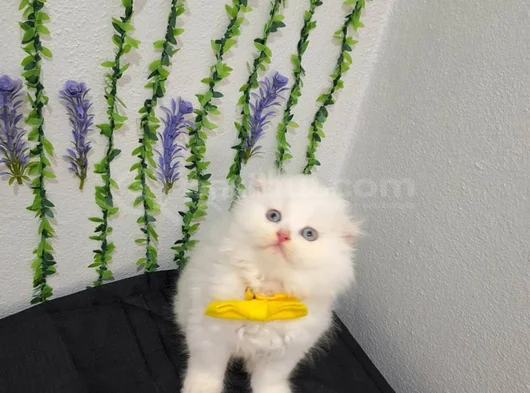 Muhteşem Güzelli̇kte Tüylü Şi̇ri̇ne  görsel