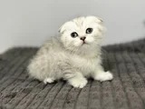 Beyaz Kahve Yavrumuz