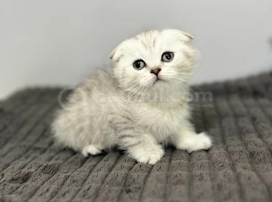 Beyaz Kahve Yavrumuz görsel