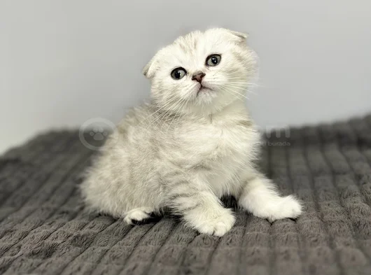 Beyaz Kahve Yavrumuz görsel