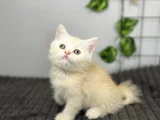 Beyaz Kahve Yavrumuz
