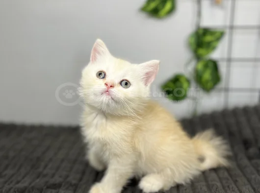 Beyaz Kahve Yavrumuz görsel