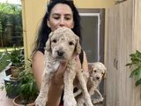 Poddle Yavrularım Sağlık Ve Irk Garantilidi