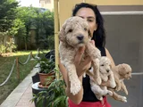 Poddle Yavrularım Sağlık Ve Irk Garantilidi