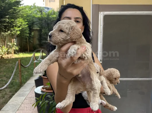 Poddle Yavrularım Sağlık Ve Irk Garantilidi görsel