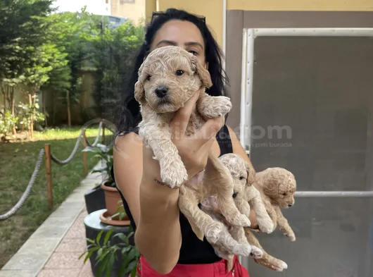 Poddle Yavrularım Sağlık Ve Irk Garantilidi görsel