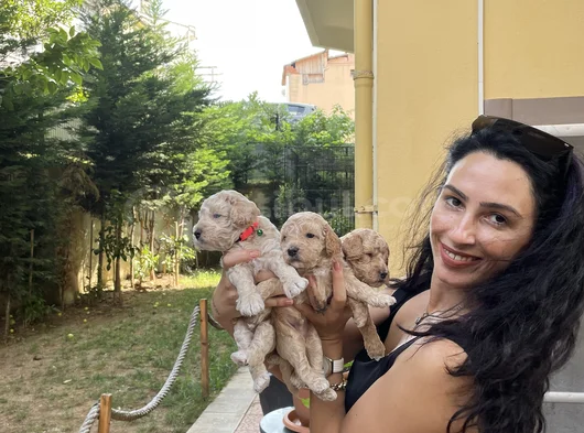 Poddle Yavrularım Sağlık Ve Irk Garantilidi