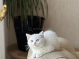 Beyaz Bri̇ti̇sh Shorthai̇r Sevi̇mli̇ Yavrumuz
