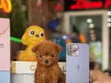 Teacup Poodle Yavrular