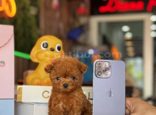 Teacup Poodle Yavrular görsel