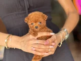 Teacup Poodle Yavrular