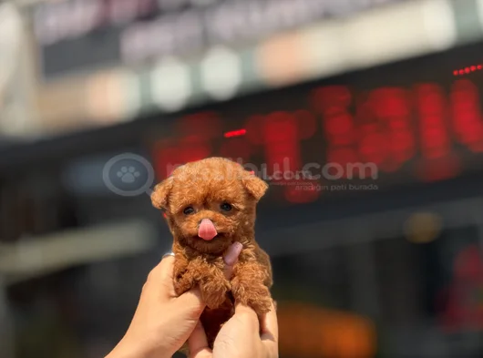 Teacup Poodle Yavrular