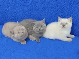 Yeni̇ Yuvasina Gi̇tmeye Hazir  Bri̇ti̇sh Ponçi̇kler