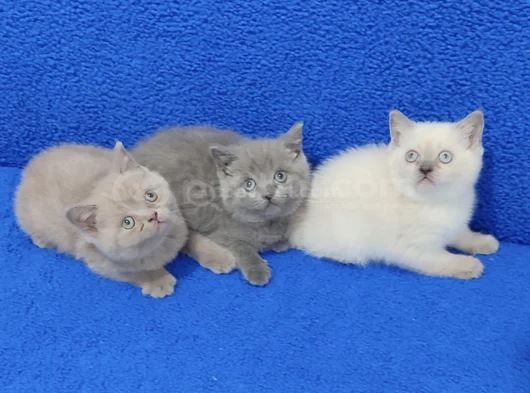 Yeni̇ Yuvasina Gi̇tmeye Hazir  Bri̇ti̇sh Ponçi̇kler görsel