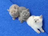 Yeni̇ Yuvasina Gi̇tmeye Hazir  Bri̇ti̇sh Ponçi̇kler