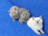 Yeni̇ Yuvasina Gi̇tmeye Hazir  Bri̇ti̇sh Ponçi̇kler