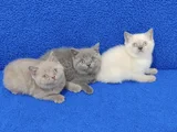 YENİ YUVASINA GİTMEYE HAZIR  BRİTİSH PONÇİKLER