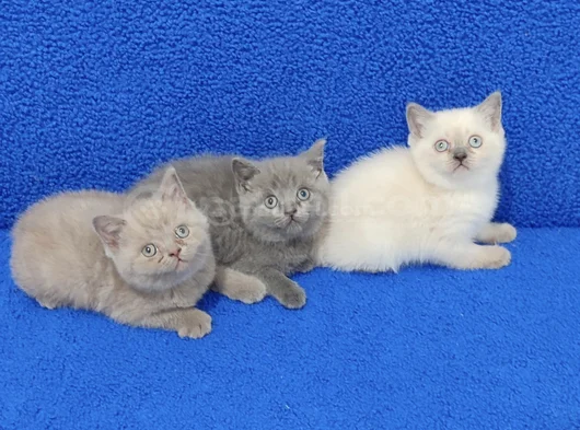 Yeni̇ Yuvasina Gi̇tmeye Hazir  Bri̇ti̇sh Ponçi̇kler