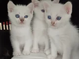 TESLİME HAZIR BRİTİŞH MAVİ BONCUKLAR