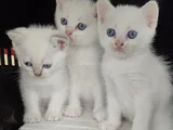 Tesli̇me Hazir Bri̇ti̇şh Mavi̇ Boncuklar