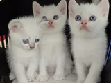 Tesli̇me Hazir Bri̇ti̇şh Mavi̇ Boncuklar
