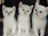 Tesli̇me Hazir Bri̇ti̇şh Mavi̇ Boncuklar