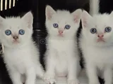 Tesli̇me Hazir Bri̇ti̇şh Mavi̇ Boncuklar