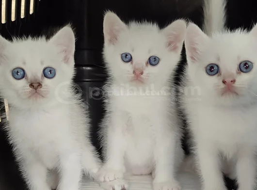 Tesli̇me Hazir Bri̇ti̇şh Mavi̇ Boncuklar görsel