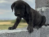 Dev Cane Corso