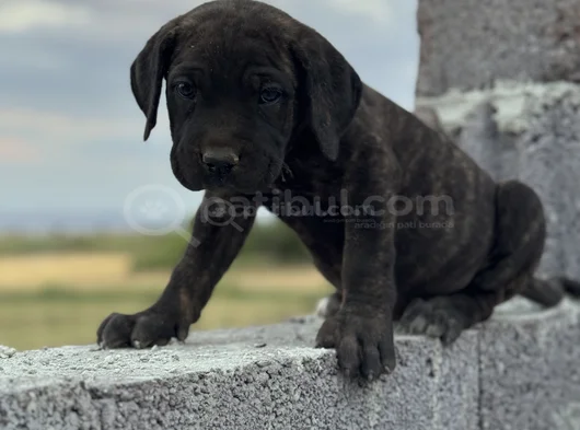 Dev Cane Corso görsel